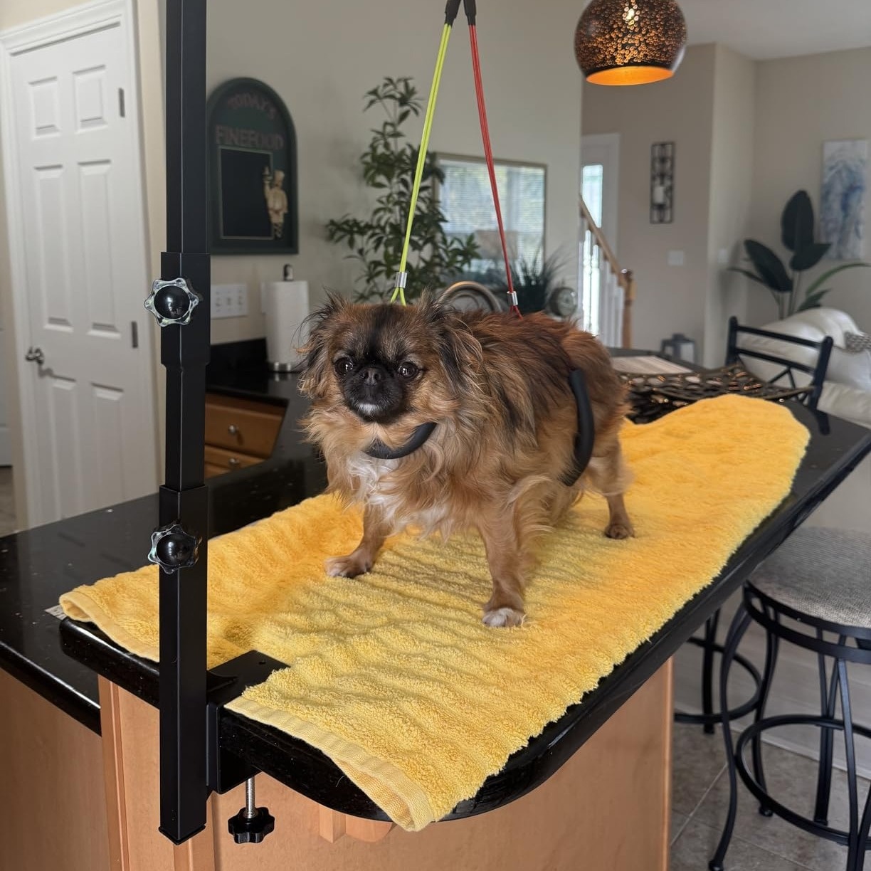 Adjustable 36" Dog Grooming Arm with Clamp - Sturdy Iron, No-Sit Haunch Holder, Three-Section Design for Medium, Small Dogs & Cats, Includes Colorful Ropes for Easy Positioning, Pet Grooming - Image 9